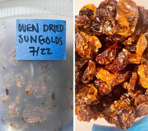 Oven Dried Sun Golds